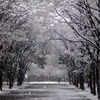 大阪で大雪