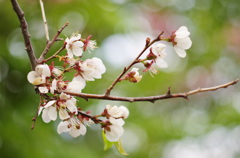 北大構内　遅咲きの桜