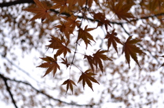 紅葉