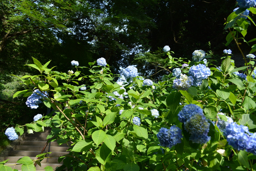 明月院