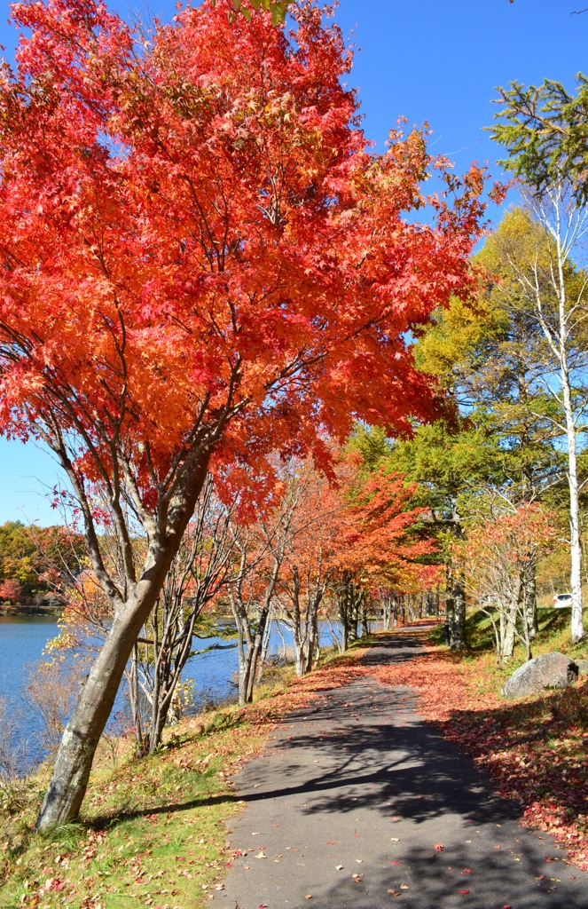 長野の紅葉