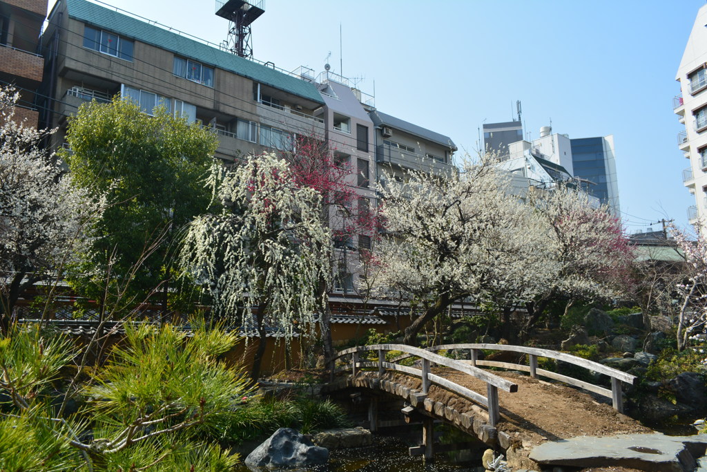 湯島天神