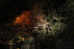 兼六園ライトアップ