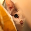 のぞき見