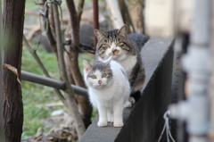 猫の親子