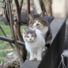 猫の親子