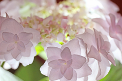 鉢植えの紫陽花