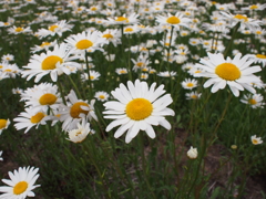 路端の花
