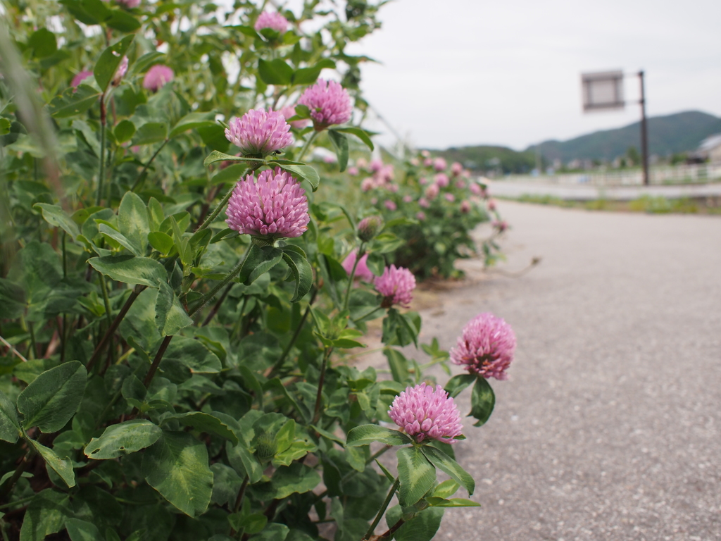 路端の花