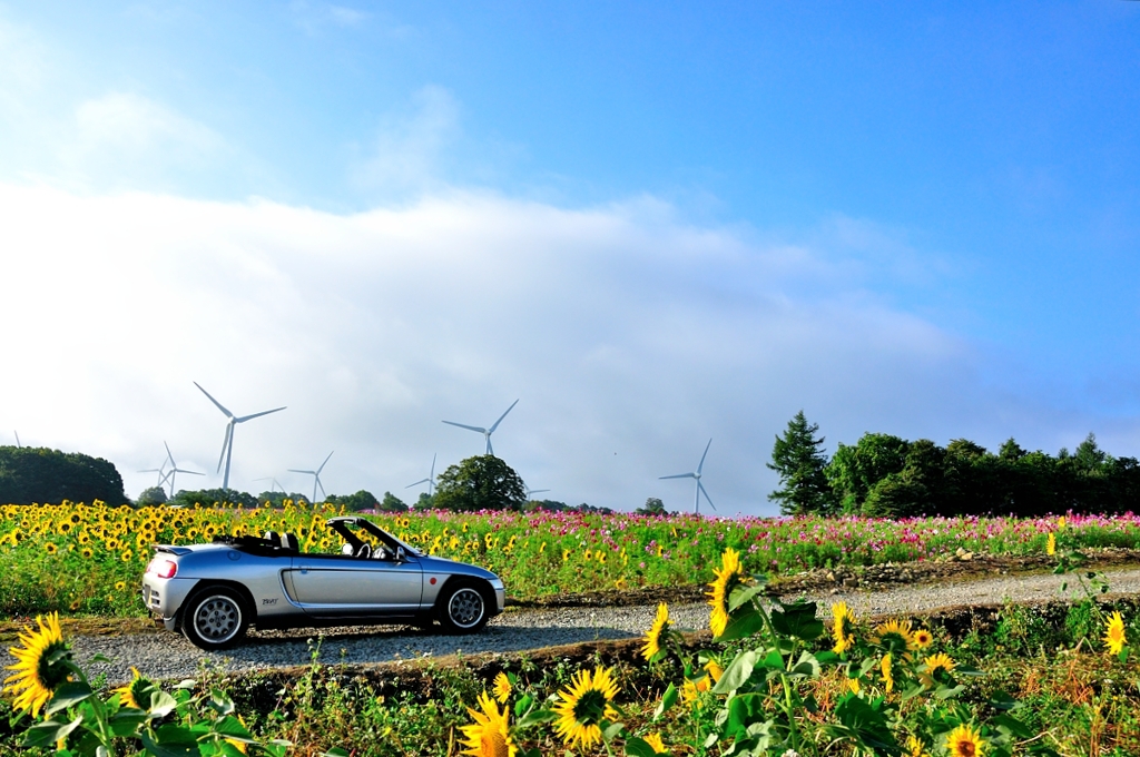 Sunflower and Cosmos