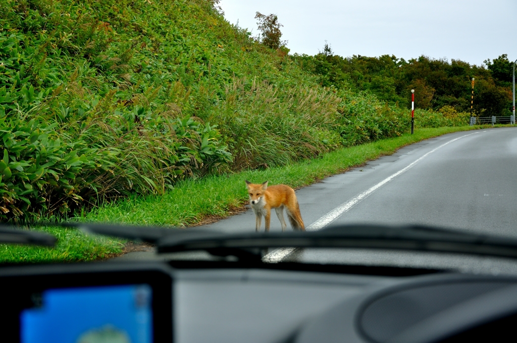 2013.09.15 8時 北狐