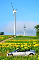 Sunflower and My BEAT