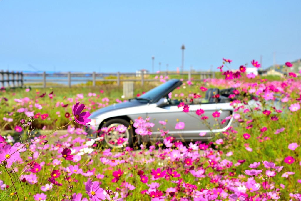 留萌の秋桜