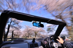 桜並木