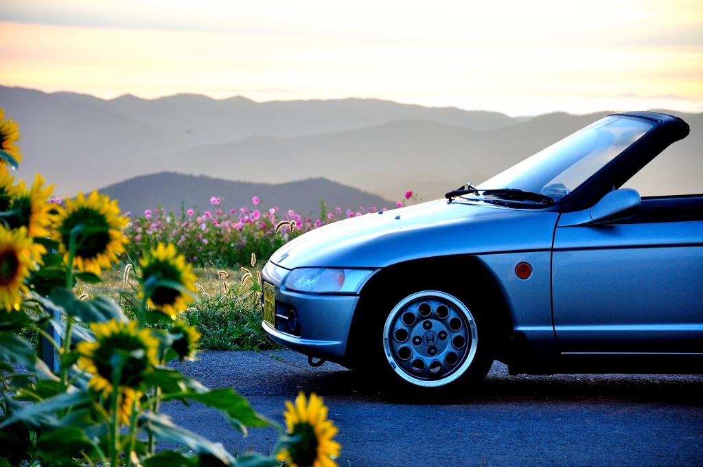 ひまわりとコスモス