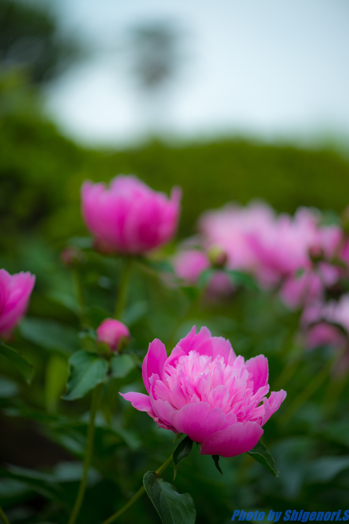 PINKの芍薬