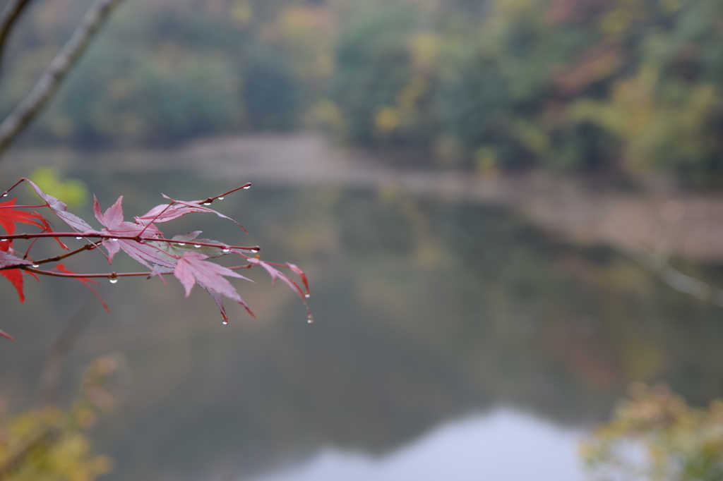 紅葉