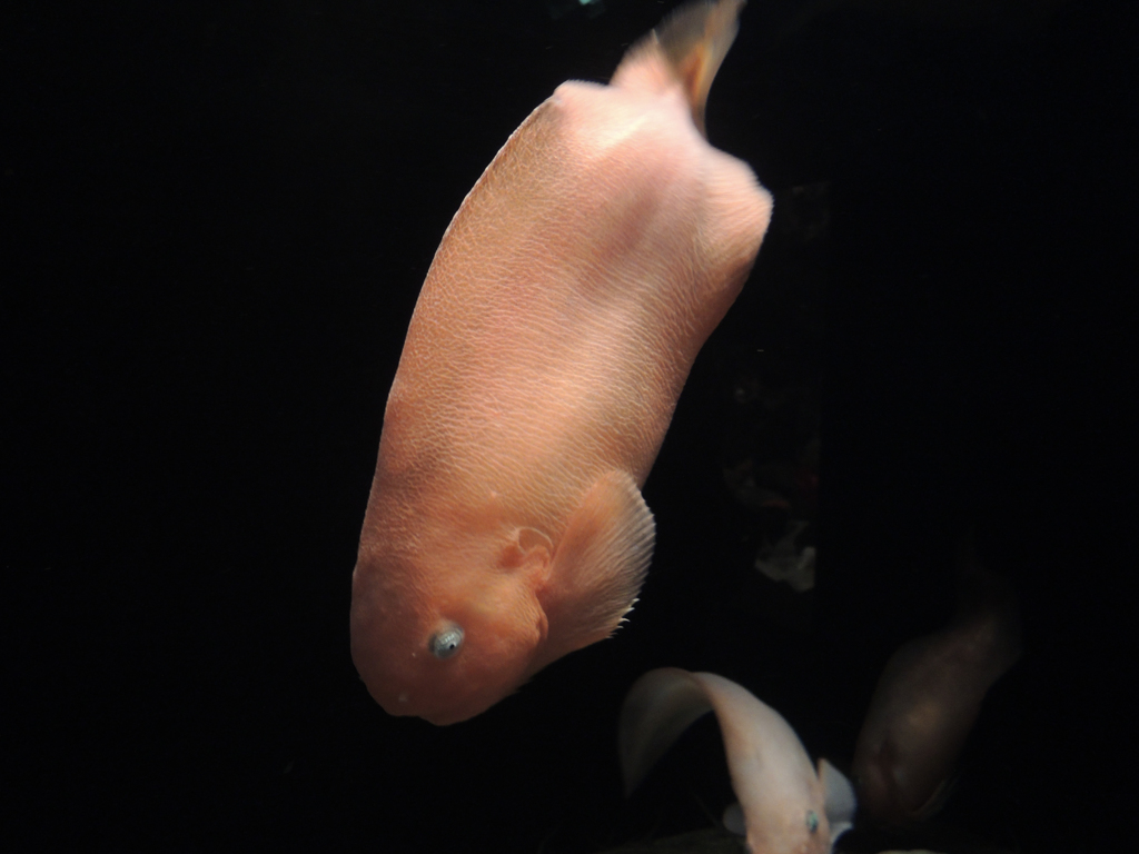 お魚さん