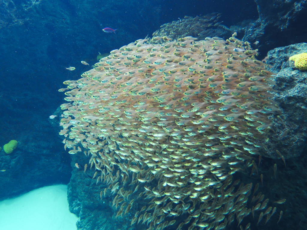 小魚