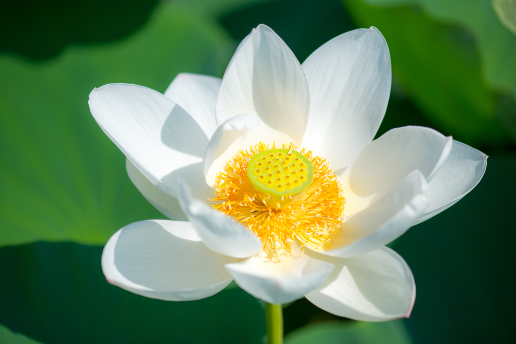 蓮花