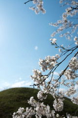 桜と空と