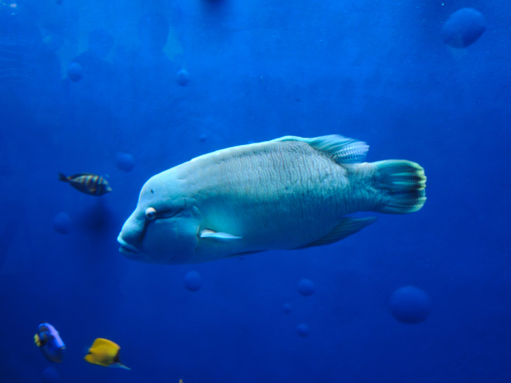 なんて魚？