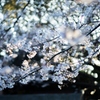 桜、咲きました。