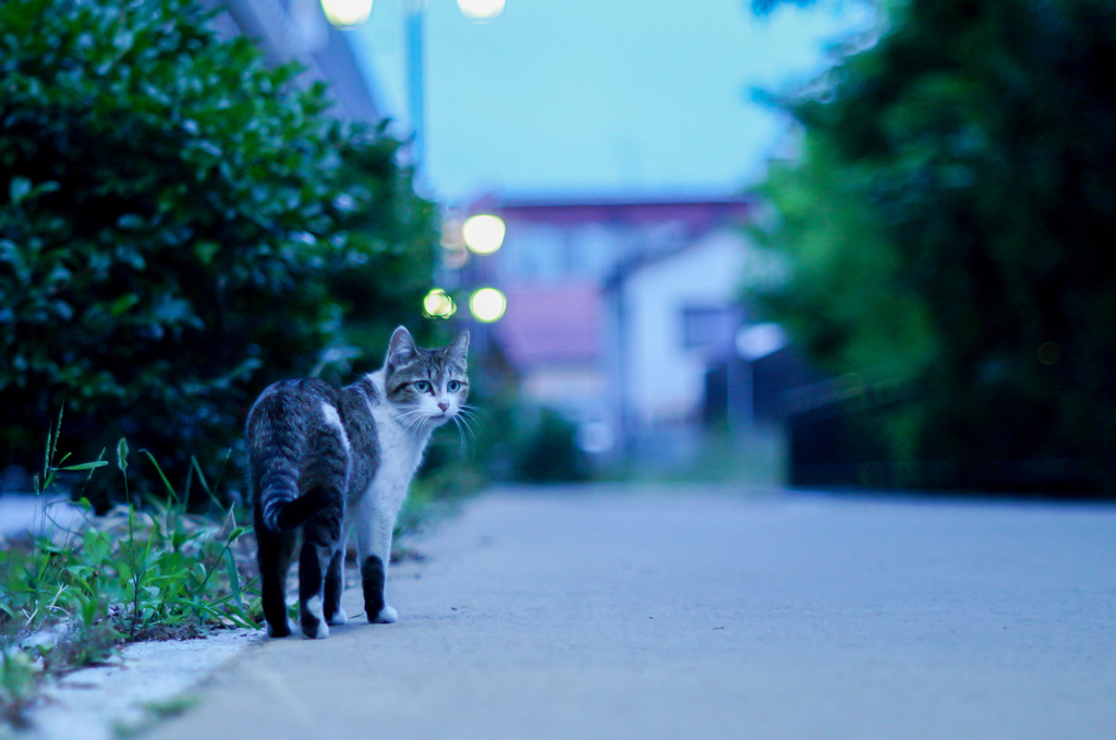 振り返り猫