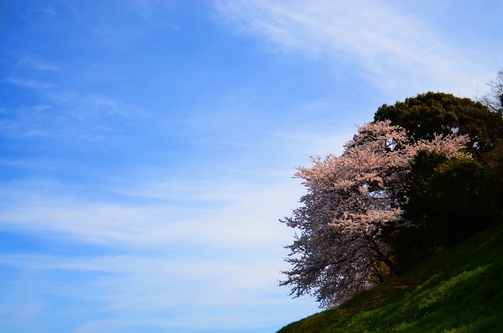 伸びる雲と秘密の桜