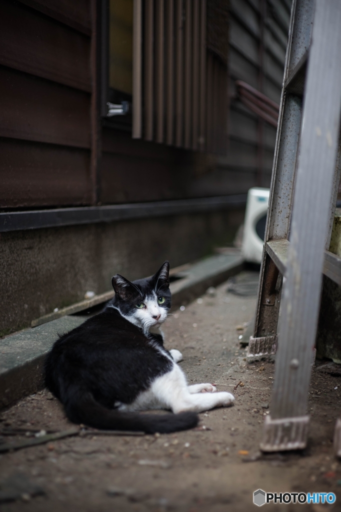 裏道のにゃん