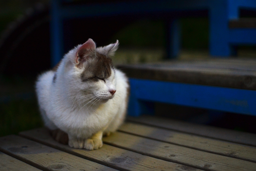 夜の猫