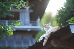 屋根の上から