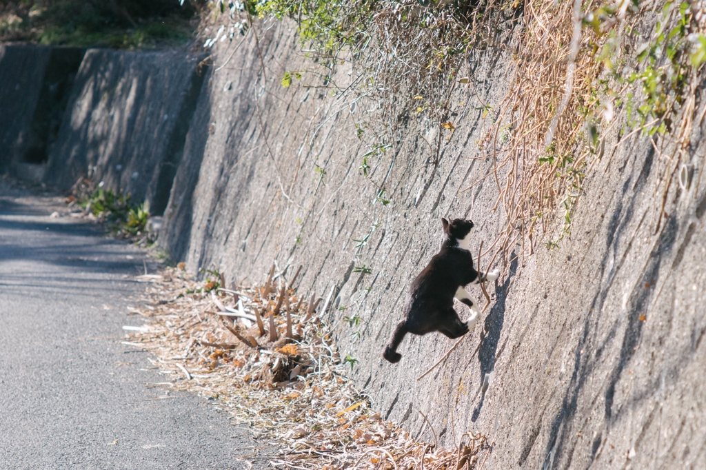 Wall Jumper