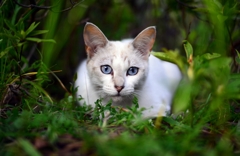 Blue Eyes Cat