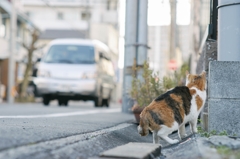 車怖いな...