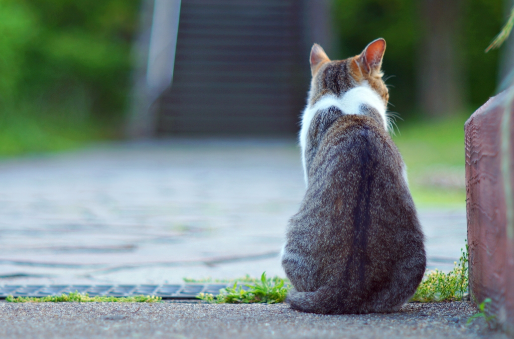 きゅ、きゅ、ぼん！