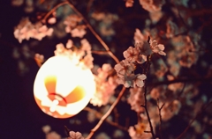 夜桜２