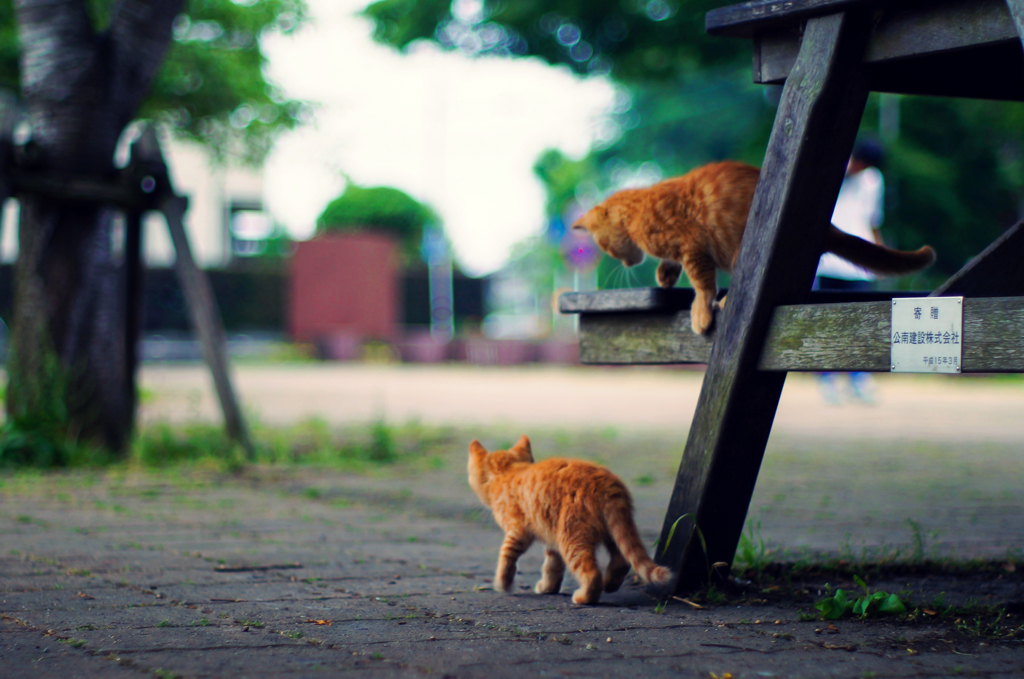 こねこ