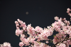 夜桜