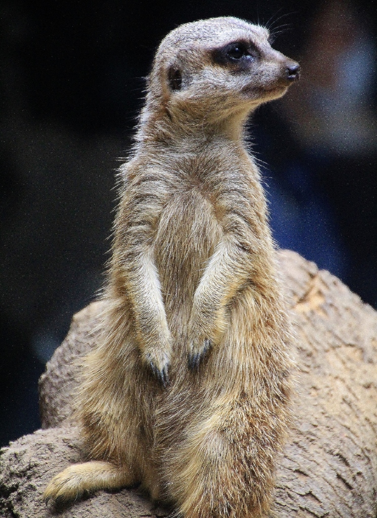 ミーアキャット