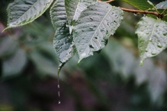 嵐の中の桜の葉