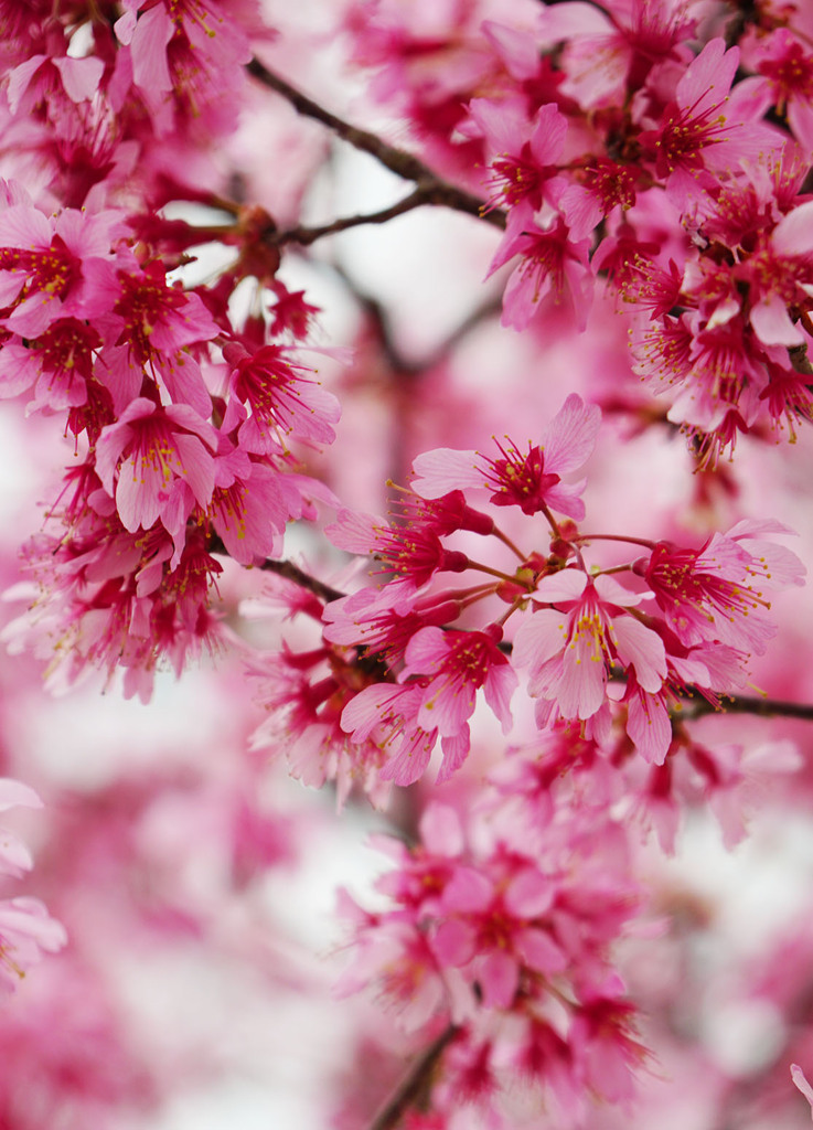 おかめ桜