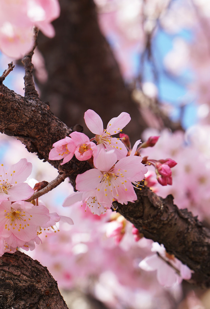 春めき桜