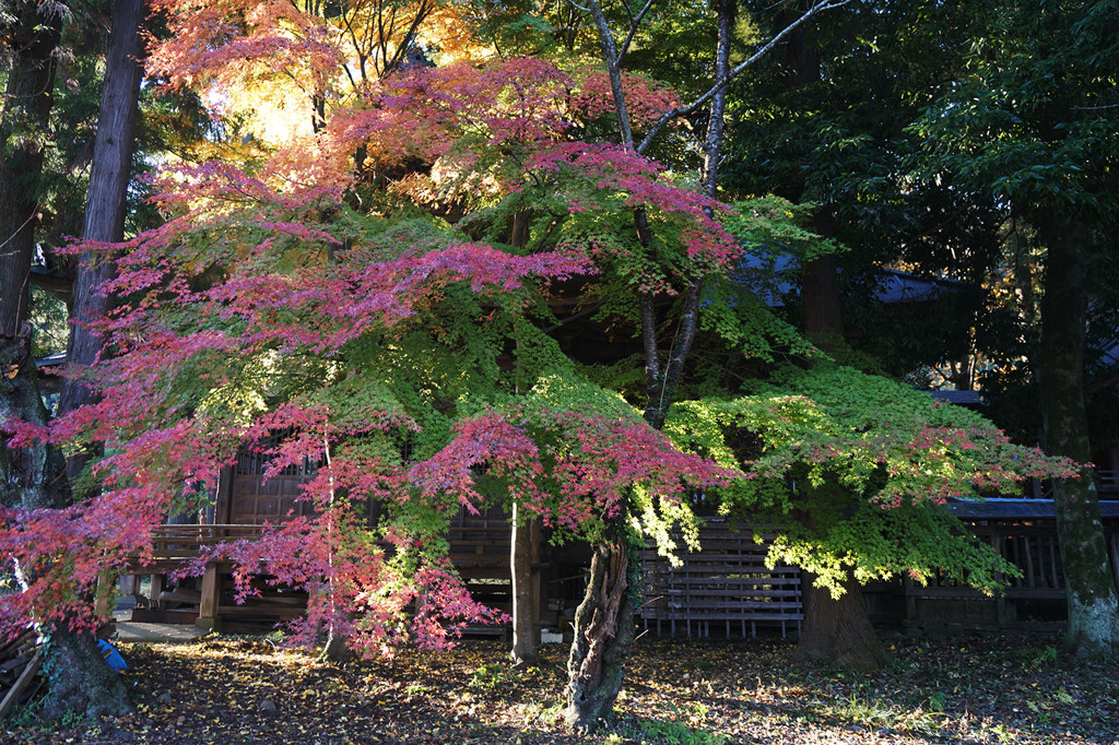 紅葉の朝