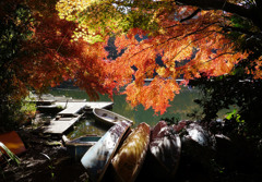 忘れられた紅葉