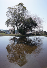 満開だが。。。