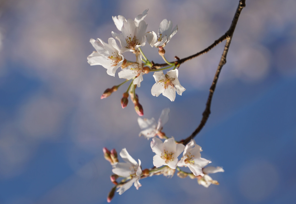 薄墨桜