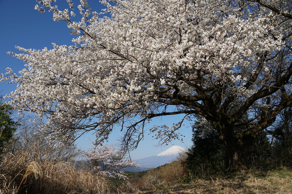 山桜