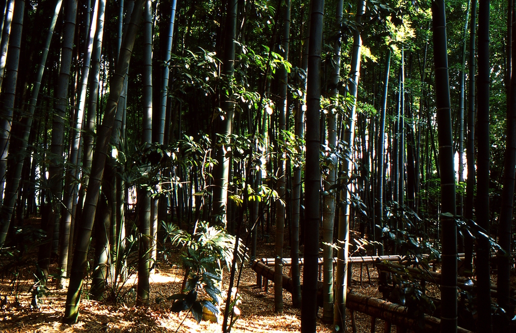 竹林公園#05