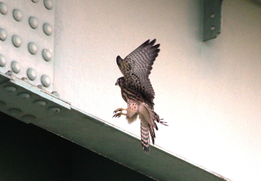 チョウゲンボウ 